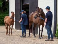 KS300622-81 - Cupboard Love & foal by Territories